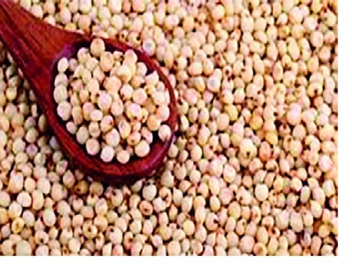 In the sack of poor people sat down! : Jowar Rate Fifty Crosses | गरिबांची भाकरी बसली श्रीमंतांच्या ताटात! : ज्वारीचे दर पन्नाशी पार In the sack of poor people sat down! : Jowar Rate Fifty Crosses | गरिबांची भाकरी बसली श्रीमंतांच्या ताटात! : ज्वारीचे दर पन्नाशी पार