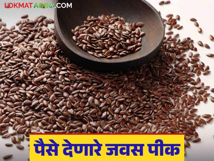 Jawas crop: Healthy linseed crop; Encouragement of oilseeds through crop competition Read in detail | Jawas crop : आरोग्यदायी जवस पीक; पीक स्पर्धातून तेलबियांना प्रोत्साहन वाचा सविस्तर Jawas crop: Healthy linseed crop; Encouragement of oilseeds through crop competition Read in detail | Jawas crop : आरोग्यदायी जवस पीक; पीक स्पर्धातून तेलबियांना प्रोत्साहन वाचा सविस्तर
