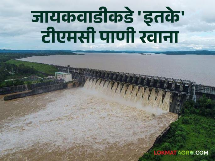 Latest News Jayakwadi Dam 34 tmc of water discharged from Nashik gangapur dam | Jayakwadi Dam : आतापर्यंत नाशिकहून 34 टीएमसी पाणी सोडले, जायकवाडी किती भरलं?  Latest News Jayakwadi Dam 34 tmc of water discharged from Nashik gangapur dam | Jayakwadi Dam : आतापर्यंत नाशिकहून 34 टीएमसी पाणी सोडले, जायकवाडी किती भरलं?