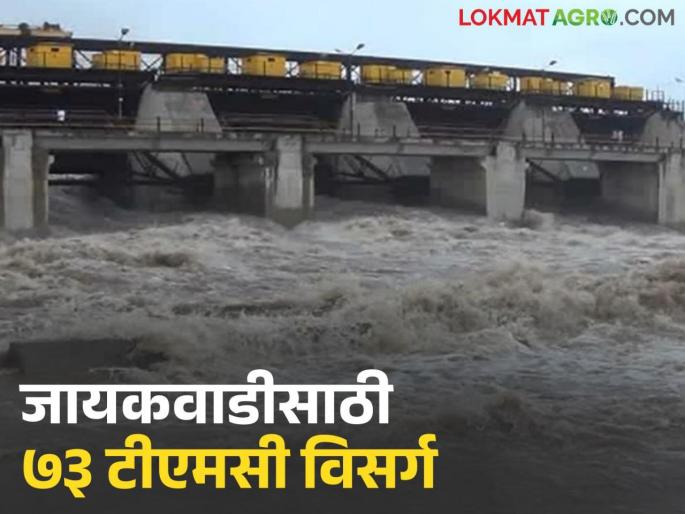 Latest news Gangapur dam Nashik's dams fulfill and more water gone to jayakwadi dam | नाशिकच्या धरणांनी महिनाभर आधीच गाठली शंभरी, जायकवाडीला किती पाणी गेले? Latest news Gangapur dam Nashik's dams fulfill and more water gone to jayakwadi dam | नाशिकच्या धरणांनी महिनाभर आधीच गाठली शंभरी, जायकवाडीला किती पाणी गेले?