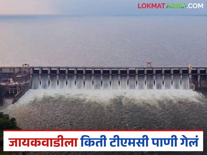 Latest News jayakvadi dam storage 32 TMC of water has reached Jayakwadi from Nashik dams | नाशिकहुन जायकवाडीकडे आतापर्यंत 32 टीएमसी पाणी पोहचले, जायकवाडीत किती टक्क्यांवर?  Latest News jayakvadi dam storage 32 TMC of water has reached Jayakwadi from Nashik dams | नाशिकहुन जायकवाडीकडे आतापर्यंत 32 टीएमसी पाणी पोहचले, जायकवाडीत किती टक्क्यांवर?