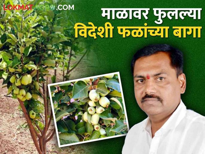 gold woker jayakar sheth farming success story; Local and exotic fruit orchards growling instead traditional crops | सोनं घडवणाऱ्या जयकर यांची कमाल; पारंपारिक पिकांना फाटा देत फुलवल्या देशी-विदेशी फळांचा बागा