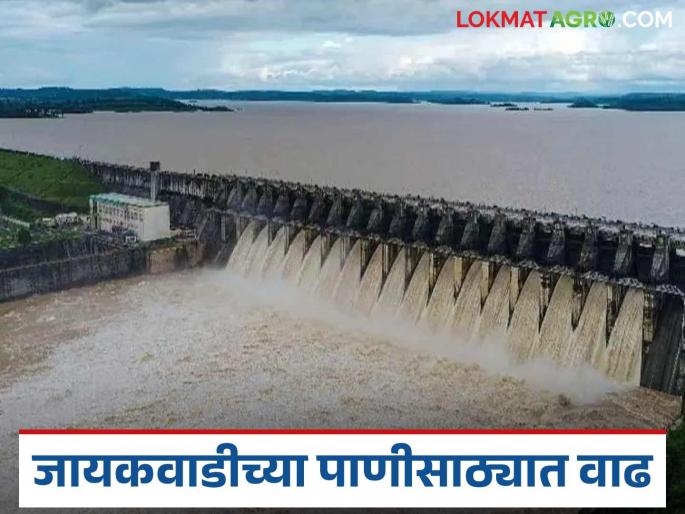 latest news Jayakawadi Dam Water: Good news for farmers; Read water in Jayakawadi Dam ahead of time in detail | Jayakawadi Dam Water: शेतकऱ्यांसाठी आनंदाची बातमी; जायकवाडी धरणात वेळेआधी पाणी वाचा सविस्तर