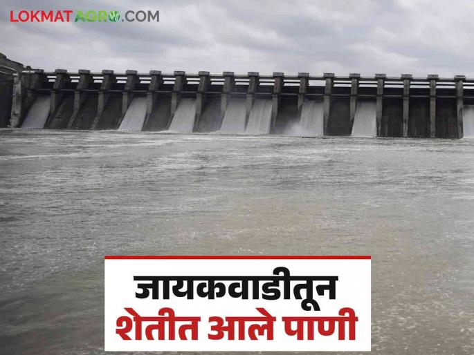 Jayakawadi Dam Water : Irrigation of one and a half lakh hectares of land from Jayakawadi; Rabi and summer crops will benefit | Jayakawadi Dam Water : जायकवाडीतून दीड लाख हेक्टर जमिनीचे सिंचन; रब्बी आणि उन्हाळी पिकांना होणार फायदा Jayakawadi Dam Water : Irrigation of one and a half lakh hectares of land from Jayakawadi; Rabi and summer crops will benefit | Jayakawadi Dam Water : जायकवाडीतून दीड लाख हेक्टर जमिनीचे सिंचन; रब्बी आणि उन्हाळी पिकांना होणार फायदा