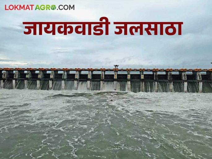 latest news Jayakwadi Dam: Heavy inflow of water into Jayakwadi Dam Read in detail | Jayakwadi Dam : जायकवाडी धरणात पाण्याची जोरदार आवक वाचा सविस्तर