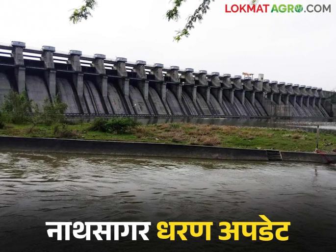 latest news Jayakwadi Dam: Rains provide relief! Water level in Jayakwadi Dam is increasing, read in detail | Jayakwadi Dam : पावसाने दिला दिलासा! जायकवाडी धरणात जलसाठा वाढतोय वाचा सविस्तर