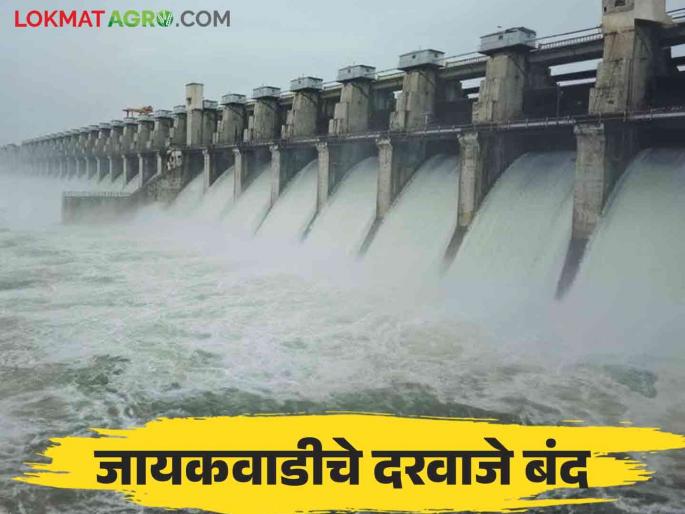 Jayakwadi Dam : Inflow of 111 TMC water in Jayakwadi Dam; 30 TMC of water was discharged into Godapatra | Jayakwadi Dam : जायकवाडी धरणात १११ टीएमसी पाण्याची आवक; गोदापात्रात केला ३० टीएमसी पाण्याचा विसर्ग Jayakwadi Dam : Inflow of 111 TMC water in Jayakwadi Dam; 30 TMC of water was discharged into Godapatra | Jayakwadi Dam : जायकवाडी धरणात १११ टीएमसी पाण्याची आवक; गोदापात्रात केला ३० टीएमसी पाण्याचा विसर्ग