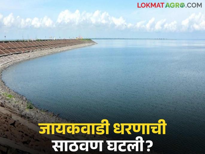 latest news Jayakawadi Dam: Major reduction in Jayakwadi storage capacity; What is the reason? Read in detail | Jayakawadi Dam : जायकवाडी साठवण क्षमतेत मोठी घट; काय आहे कारण वाचा सविस्तर latest news Jayakawadi Dam: Major reduction in Jayakwadi storage capacity; What is the reason? Read in detail | Jayakawadi Dam : जायकवाडी साठवण क्षमतेत मोठी घट; काय आहे कारण वाचा सविस्तर