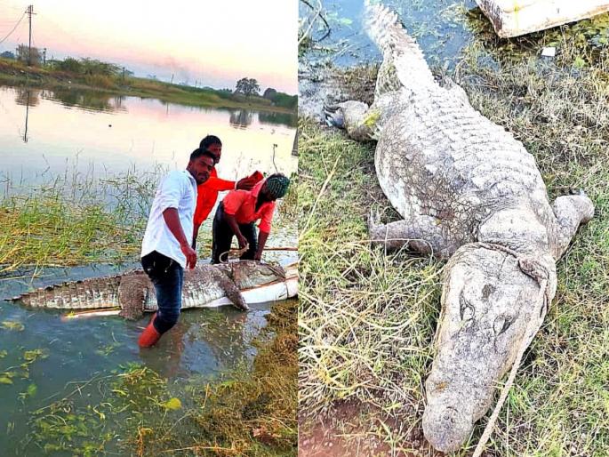 A huge 7 feet long crocodile was found dead in Jayakwadi Nathsagar dam | Crocodile :जायकवाडी धरणात मृतावस्थेत आढळली 7 फूट लांबीची महाकाय मगर A huge 7 feet long crocodile was found dead in Jayakwadi Nathsagar dam | Crocodile :जायकवाडी धरणात मृतावस्थेत आढळली 7 फूट लांबीची महाकाय मगर