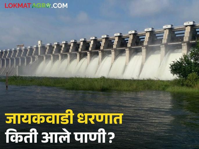latest news Jayakwadi Dam water Update: Heavy rain in Nashik-Ahilyanagar; How many TMC of water has entered Jayakwadi Dam? | Jayakwadi Dam water Update : नाशिक–अहिल्यानगरमध्ये मुसळधार पाऊस; जायकवाडी धरणात आले किती TMC पाणी?