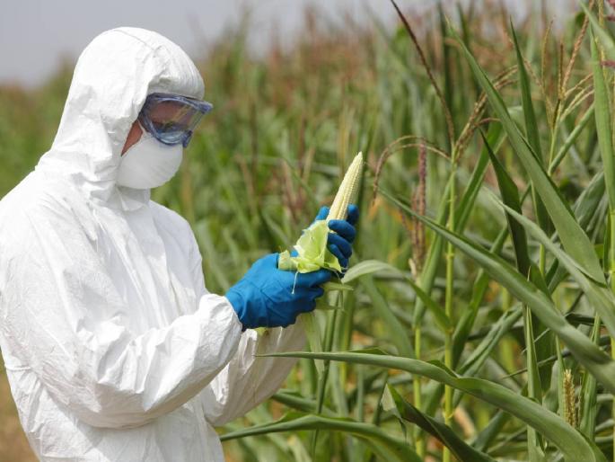 Compared to the countries adopting GM varieties of these two crops, India lags behind! | या दोन पिकांच्या जीएम वाणांचा अवलंब करणाऱ्या देशांच्या तुलनेत भारत मागेच! Compared to the countries adopting GM varieties of these two crops, India lags behind! | या दोन पिकांच्या जीएम वाणांचा अवलंब करणाऱ्या देशांच्या तुलनेत भारत मागेच!