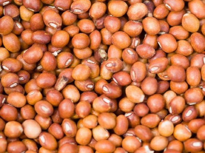 Tur prices: There is a price, but there is no tur to sell! Decrease in production | Tur prices: भाव आहे, पण विकायला तूर नाही! उत्पादनात घट Tur prices: There is a price, but there is no tur to sell! Decrease in production | Tur prices: भाव आहे, पण विकायला तूर नाही! उत्पादनात घट