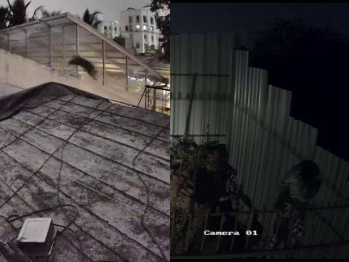 Free movement of leopards in Dindoshi's Royal Hills Cooperative! Leopard jumps from this terrace to that terrace at midnight for two consecutive days! | दिंडोशीच्या रॉयल हिल्स सहकारी संस्थेत बिबट्याचा मुक्त संचार! सलग दोन दिवस मध्यरात्री या गच्चीवरून त्या गच्चीवर बिबट्याच्या उड्या! Free movement of leopards in Dindoshi's Royal Hills Cooperative! Leopard jumps from this terrace to that terrace at midnight for two consecutive days! | दिंडोशीच्या रॉयल हिल्स सहकारी संस्थेत बिबट्याचा मुक्त संचार! सलग दोन दिवस मध्यरात्री या गच्चीवरून त्या गच्चीवर बिबट्याच्या उड्या!