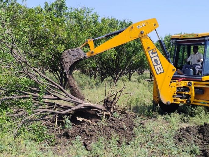 Washim: Four acres of oranges kept for 6 years, 'JCB' uprooted them due to non-earning | Washim: चार एकरांतील संत्री ६ वर्षे जपली, कमाई न झाल्याने ‘जेसीबी’ने उपटली Washim: Four acres of oranges kept for 6 years, 'JCB' uprooted them due to non-earning | Washim: चार एकरांतील संत्री ६ वर्षे जपली, कमाई न झाल्याने ‘जेसीबी’ने उपटली