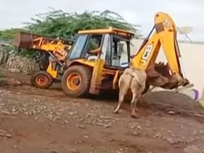 Bullock slaughtered by JCB in Indapur; The two were charged | इंदापूरमध्ये बैलाला जेसीबीने मारले; दोघांवर गुन्हा दाखल Bullock slaughtered by JCB in Indapur; The two were charged | इंदापूरमध्ये बैलाला जेसीबीने मारले; दोघांवर गुन्हा दाखल