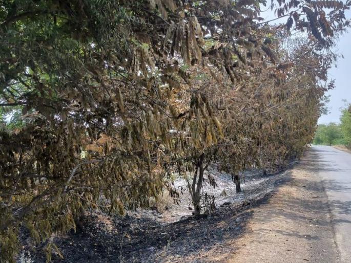 More than 40 roadside trees were uprooted in the fire; Incident in Kopargaon | आगीच्या वणव्यात रस्त्याच्या बाजूची ४० पेक्षाजास्त झाडं होरपळली; कोपरगावतील घटना More than 40 roadside trees were uprooted in the fire; Incident in Kopargaon | आगीच्या वणव्यात रस्त्याच्या बाजूची ४० पेक्षाजास्त झाडं होरपळली; कोपरगावतील घटना