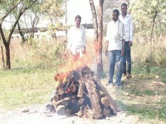 Eight days ago, the body of a leopard was found in a valley behind Shantinagar in the city. | ‘त्या’ बिबट्याचा मृत्यू नैसर्गिक?; शवविच्छेदन अहवालाची अद्यापही प्रतीक्षा Eight days ago, the body of a leopard was found in a valley behind Shantinagar in the city. | ‘त्या’ बिबट्याचा मृत्यू नैसर्गिक?; शवविच्छेदन अहवालाची अद्यापही प्रतीक्षा