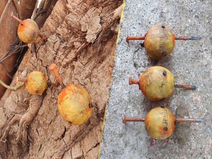 Own daughter was killed to escape 'Bhootabadha'; Shocking Inncident in Nagpur | ‘भूतबाधा’ पळविण्यासाठी पोटच्या मुलीलाच संपविले; नागपूरमधील धक्कादायक प्रकार Own daughter was killed to escape 'Bhootabadha'; Shocking Inncident in Nagpur | ‘भूतबाधा’ पळविण्यासाठी पोटच्या मुलीलाच संपविले; नागपूरमधील धक्कादायक प्रकार