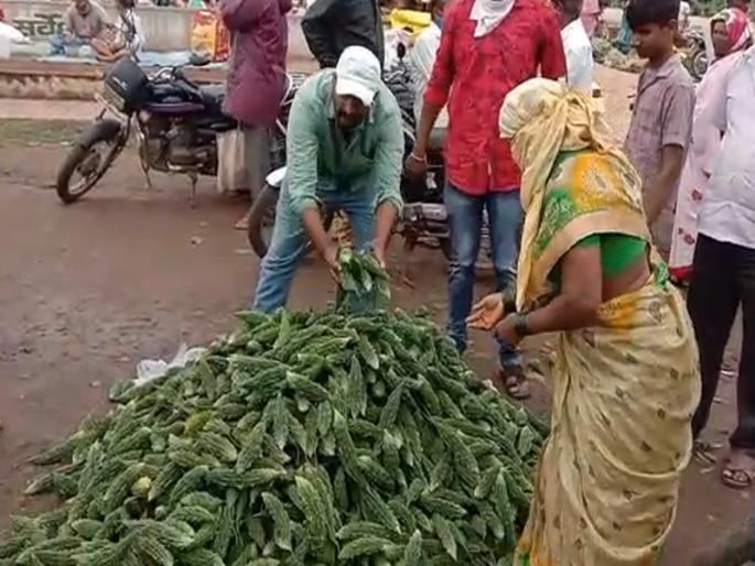 The farmer took the curry to the market and thought it was free; due to falling rates, incident in Sangli | शेतकऱ्याने कारली बाजारात नेऊन वाटली फुकट; दर पडल्याने हवालदिल, सांगलीतील घटना The farmer took the curry to the market and thought it was free; due to falling rates, incident in Sangli | शेतकऱ्याने कारली बाजारात नेऊन वाटली फुकट; दर पडल्याने हवालदिल, सांगलीतील घटना
