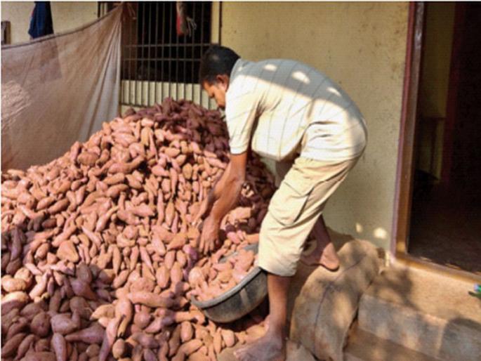 Farmers were killed by paddy, but the tubers survived | शेतकऱ्यांना भाताने मारले, पण कंदमुळांनी तारले