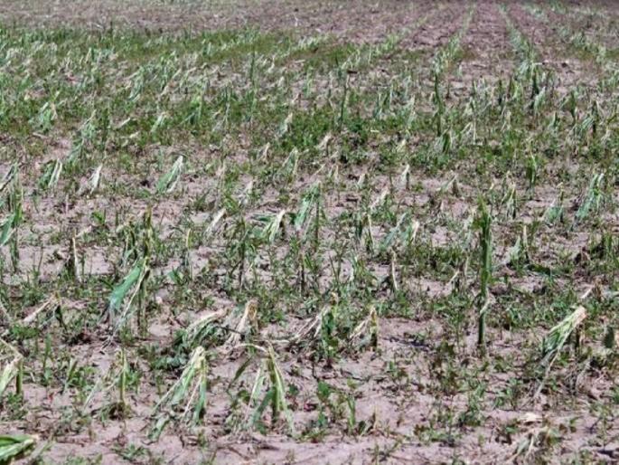 4000 hectares of crops were damaged due to rain in Nandurbar district | नंदुरबार जिल्ह्यात पावसाने चार हजार हेक्टरवरील पिकांचे नुकसान 4000 hectares of crops were damaged due to rain in Nandurbar district | नंदुरबार जिल्ह्यात पावसाने चार हजार हेक्टरवरील पिकांचे नुकसान