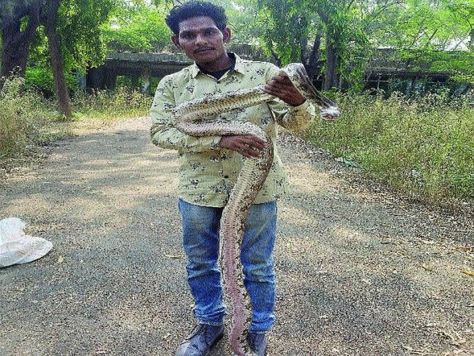 A seven-foot dragon caught by a snake mate in Ghanoli | घणसोलीत सर्पमित्राने पकडला सात फुटांचा अजगर A seven-foot dragon caught by a snake mate in Ghanoli | घणसोलीत सर्पमित्राने पकडला सात फुटांचा अजगर