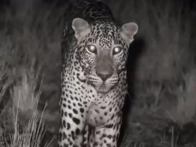 Leopard A stay at the Gokul Society in nagpur | गोकुल सोसायटीत बिबट्याचा मुक्काम Leopard A stay at the Gokul Society in nagpur | गोकुल सोसायटीत बिबट्याचा मुक्काम