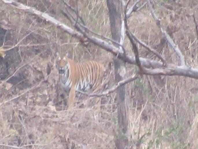 Even the dogs in the village under tiger project; Caution from the Corona virus | व्याघ्र प्रकल्पालगतच्या गावातील श्वानांवरही नजर; राष्ट्रीय व्याघ्र संरक्षण प्राधिकरणाची 'गाईडलाईन' Even the dogs in the village under tiger project; Caution from the Corona virus | व्याघ्र प्रकल्पालगतच्या गावातील श्वानांवरही नजर; राष्ट्रीय व्याघ्र संरक्षण प्राधिकरणाची 'गाईडलाईन'