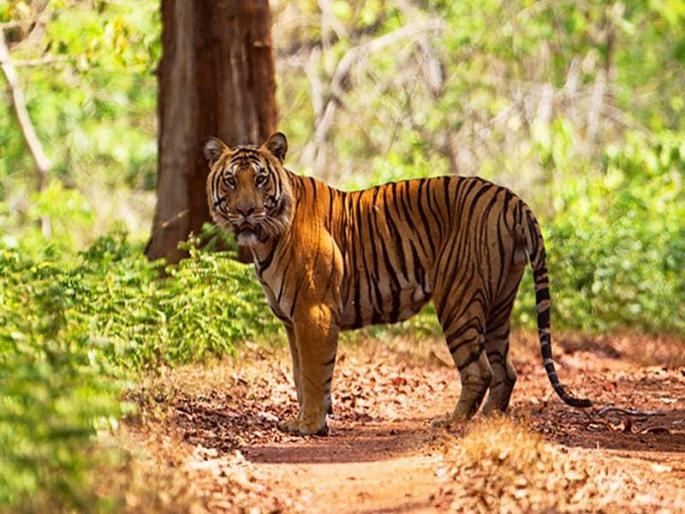 For the first time, measures are being taken to protect tigers in Goa | गोव्यात वाघांच्या संरक्षणाबाबत प्रथमच गांभीर्य, उपाययोजना सुरू For the first time, measures are being taken to protect tigers in Goa | गोव्यात वाघांच्या संरक्षणाबाबत प्रथमच गांभीर्य, उपाययोजना सुरू