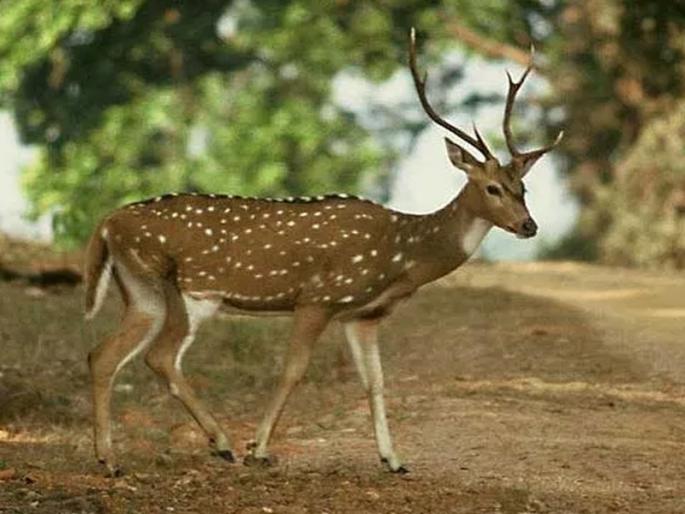 Chital who came to Mira Road was caught and released back into the forest | मीरारोडमध्ये आलेल्या चितळला पकडून पुन्हा जंगलात सोडले