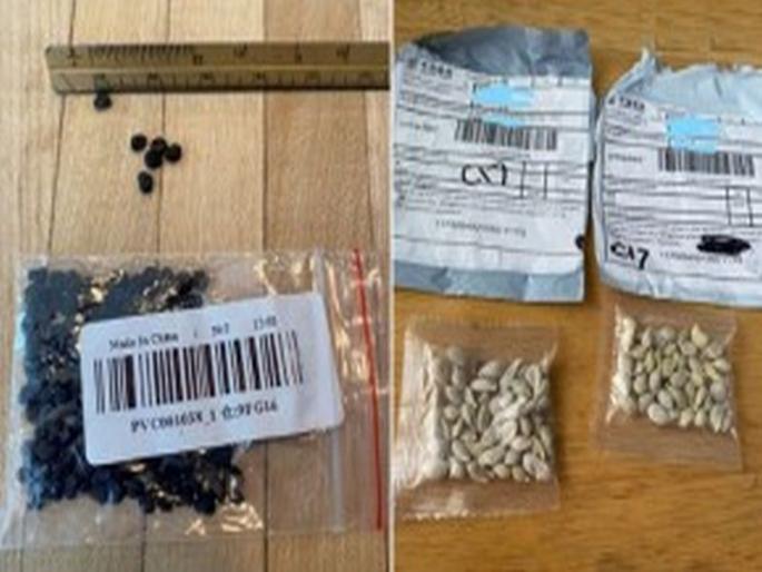 China's plot to send dangerous seeds to India; Central government warns states | भारतात धोकादायक बियाणं पाठवण्याचा चीनचा कट; केंद्र सरकारचा राज्यांना सतर्कतेचा इशारा China's plot to send dangerous seeds to India; Central government warns states | भारतात धोकादायक बियाणं पाठवण्याचा चीनचा कट; केंद्र सरकारचा राज्यांना सतर्कतेचा इशारा