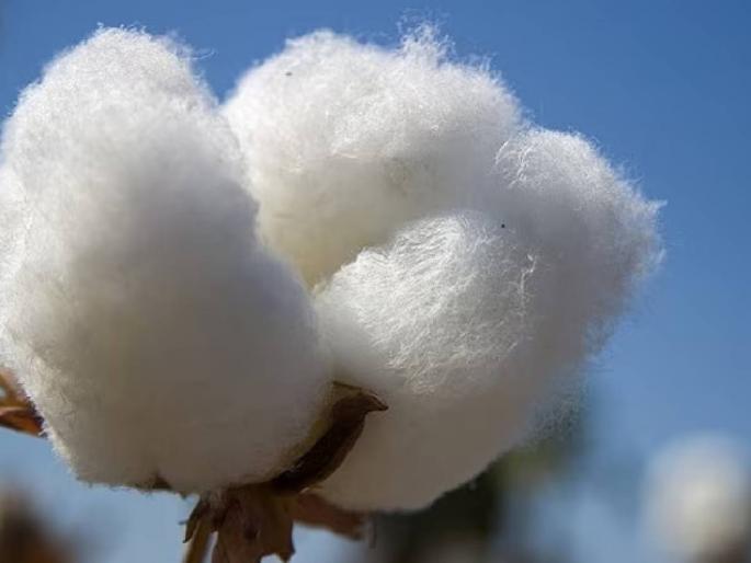 Cotton purchase stopped due to lack of ginning and pressing, farmers are worried | जिनिंग-प्रेसिंगच नसल्याने कापूस खरेदी रखडली, शेतकरी चिंतेत Cotton purchase stopped due to lack of ginning and pressing, farmers are worried | जिनिंग-प्रेसिंगच नसल्याने कापूस खरेदी रखडली, शेतकरी चिंतेत