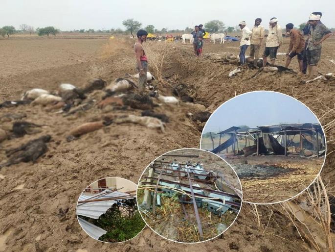 Unseasonal rain havoc in wardha district, death of 61 sheep along with two bullocks due to hailstorm | अवकाळीचा कहर, गारपिटीने जनावरांचा मृत्यू; देवळी तालुक्यामध्ये ४० खांब लोळले Unseasonal rain havoc in wardha district, death of 61 sheep along with two bullocks due to hailstorm | अवकाळीचा कहर, गारपिटीने जनावरांचा मृत्यू; देवळी तालुक्यामध्ये ४० खांब लोळले