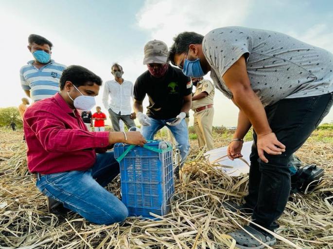 Leopard calves found in sugarcane fields in Nashik | नाशिकला ऊसशेतीत आढळले बिबट्याचे बछडे; मायेची ऊब पुन्हा मिळवून देण्यासाठी वनविभागाचे प्रयत्न Leopard calves found in sugarcane fields in Nashik | नाशिकला ऊसशेतीत आढळले बिबट्याचे बछडे; मायेची ऊब पुन्हा मिळवून देण्यासाठी वनविभागाचे प्रयत्न