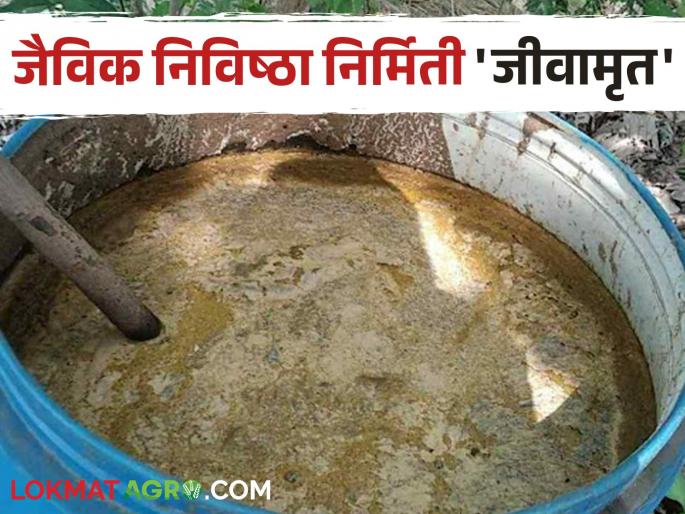 How to make this bacterial fertilizer that is nectar for soil and crops? | माती व पिकांसाठी अमृत असणारं हे जीवाणू खत कसे बनवाल? How to make this bacterial fertilizer that is nectar for soil and crops? | माती व पिकांसाठी अमृत असणारं हे जीवाणू खत कसे बनवाल?
