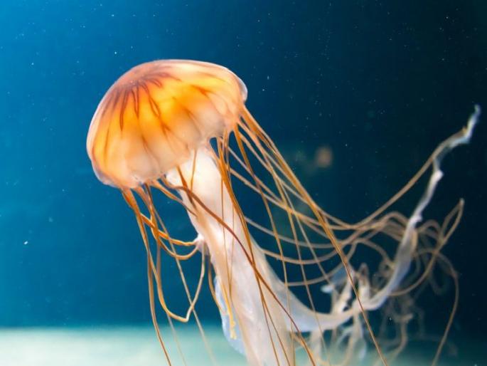 Dangers of jelly fish found on sea beaches in South Goa | दक्षिण गोव्यात समुद्र किना-यांवर आढळले जेली फिश, पर्यटकांना समुद्रात उतरण्यापासून केले सर्तक Dangers of jelly fish found on sea beaches in South Goa | दक्षिण गोव्यात समुद्र किना-यांवर आढळले जेली फिश, पर्यटकांना समुद्रात उतरण्यापासून केले सर्तक