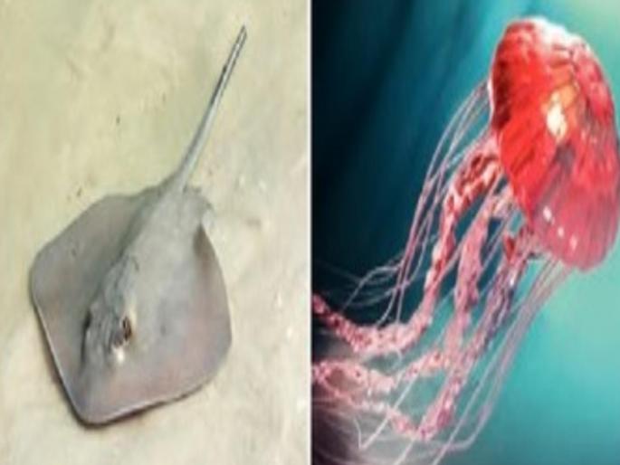 in mumbai caution during ganpati immersion increased risk of fish bite existence of stingrays and jellyfish on mumbai shore | विसर्जनावेळी सावधान! मत्स्यदंशाचा धोका; मुंबईच्या किनाऱ्यांवर स्टिंग रे, जेली फिशचे अस्तित्व in mumbai caution during ganpati immersion increased risk of fish bite existence of stingrays and jellyfish on mumbai shore | विसर्जनावेळी सावधान! मत्स्यदंशाचा धोका; मुंबईच्या किनाऱ्यांवर स्टिंग रे, जेली फिशचे अस्तित्व