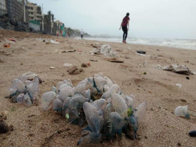 Blue bottle jellyfish cause panic along Mumbai beaches | जुहू बीचवर जेलीफिशचे साम्राज्य, पालिका प्रशासन सज्ज Blue bottle jellyfish cause panic along Mumbai beaches | जुहू बीचवर जेलीफिशचे साम्राज्य, पालिका प्रशासन सज्ज