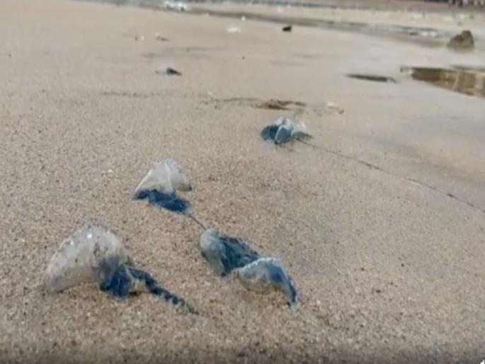 Jellyfish crisis on the fourpots, tourists' atmosphere of fear | चौपाट्यांवर जेलीफिशचे संकट, पर्यटकांमध्ये भीतीचे वातावरण Jellyfish crisis on the fourpots, tourists' atmosphere of fear | चौपाट्यांवर जेलीफिशचे संकट, पर्यटकांमध्ये भीतीचे वातावरण