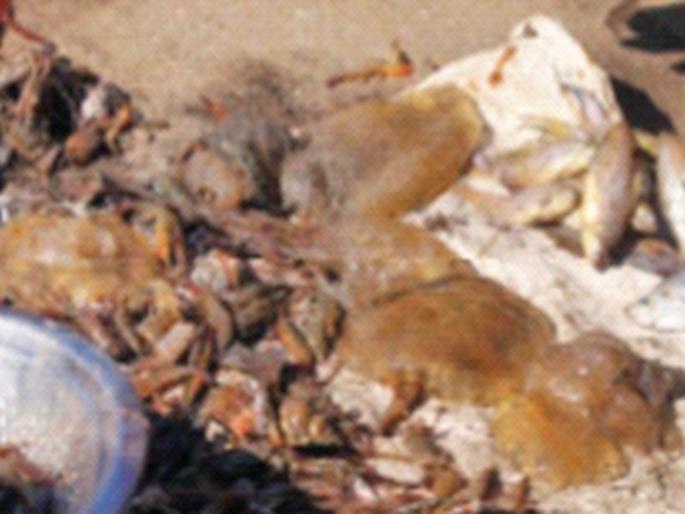 The number of jellyfish increased in the sea | समुद्रात वाढली जेलीफिशची संख्या The number of jellyfish increased in the sea | समुद्रात वाढली जेलीफिशची संख्या