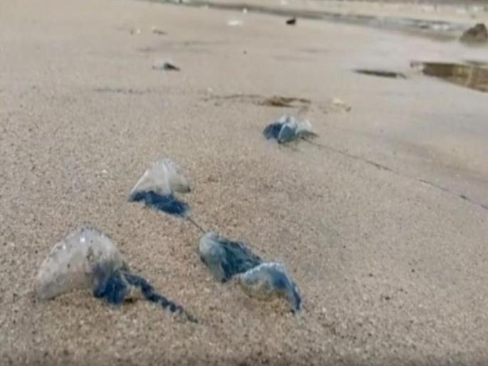 in mumbai take measures to protect against jellyfish notice from municipal commissioner of fisheries | जेलीफिशपासून संरक्षणाबाबत उपाययोजना करा; मत्स्यव्यवसाय आयुक्तांच्या मनपाला सूचना in mumbai take measures to protect against jellyfish notice from municipal commissioner of fisheries | जेलीफिशपासून संरक्षणाबाबत उपाययोजना करा; मत्स्यव्यवसाय आयुक्तांच्या मनपाला सूचना