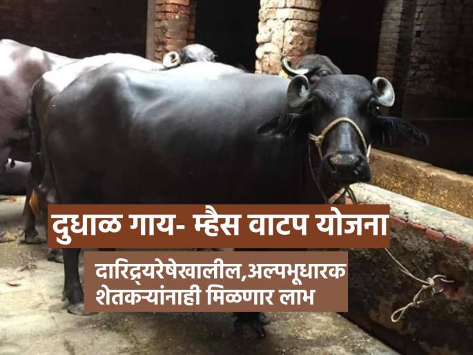 Milk Cow-Buffalo Allocation Scheme, the marginal farmers below the poverty line will also benefit | दुध व्यवसाय करताय? सरकार अनुदानावर देतंय दुधाळ गायी- म्हशी, जाणून घ्या सविस्तर... Milk Cow-Buffalo Allocation Scheme, the marginal farmers below the poverty line will also benefit | दुध व्यवसाय करताय? सरकार अनुदानावर देतंय दुधाळ गायी- म्हशी, जाणून घ्या सविस्तर...