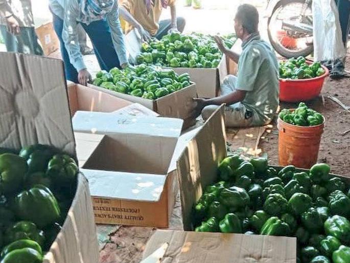 Sangali Farmer says take Shimla Mirchi for free, customers have really taken it! | शेतकरी हवालदिल होऊन म्हणाला; ...त्यापेक्षा ढबू मिरची फुकटच घ्या, ग्राहकांनी खरंच नेली हो! Sangali Farmer says take Shimla Mirchi for free, customers have really taken it! | शेतकरी हवालदिल होऊन म्हणाला; ...त्यापेक्षा ढबू मिरची फुकटच घ्या, ग्राहकांनी खरंच नेली हो!