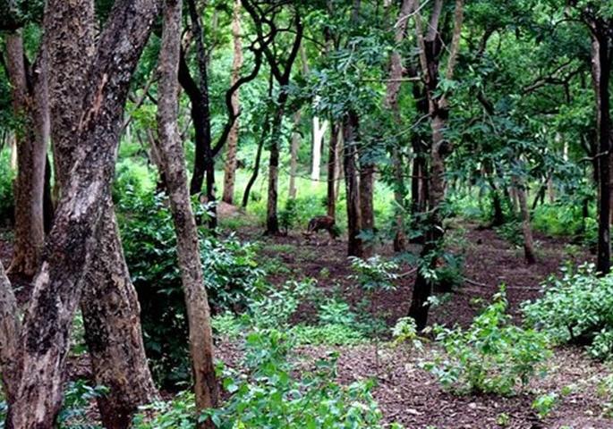 428 sandalwood trees cut down in Patna Devi forest, two officers suspended | पाटणादेवी जंगलात चंदनाच्या ४२८ झाडांची कत्तल, दोन अधिकारी निलंबित 428 sandalwood trees cut down in Patna Devi forest, two officers suspended | पाटणादेवी जंगलात चंदनाच्या ४२८ झाडांची कत्तल, दोन अधिकारी निलंबित