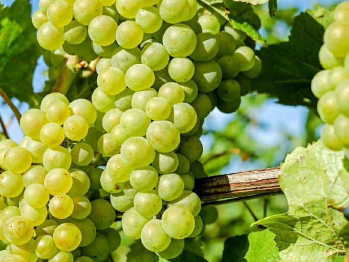 Improvement in grape export! Nashik district exported so much in last ten days | द्राक्षनिर्यातीत सुधारणा! नाशिक जिल्ह्यातून मागील दहा दिवसात झाली एवढी निर्यात Improvement in grape export! Nashik district exported so much in last ten days | द्राक्षनिर्यातीत सुधारणा! नाशिक जिल्ह्यातून मागील दहा दिवसात झाली एवढी निर्यात