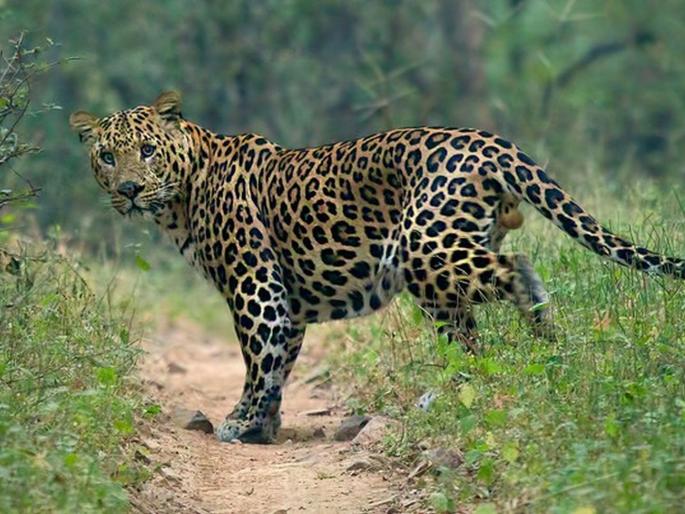 Boy killed in Igatpuri leopard attack | इगतपुरीत बिबट्याच्या हल्ल्यात मुलगा ठार; शेळ्या चारताना घातली झडप