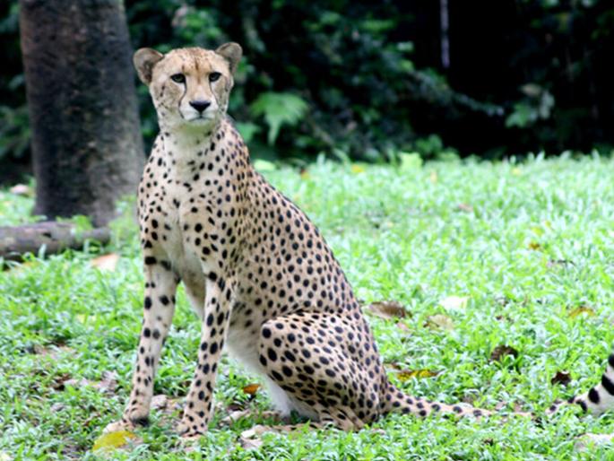 Central Government plans to raise leopards in India; Success will be seen in 5 to 6 years | चित्ते भारतात वसवण्याची केंद्र सरकारची योजना; यशापयश दिसणार ५ ते ६ वर्षांनी Central Government plans to raise leopards in India; Success will be seen in 5 to 6 years | चित्ते भारतात वसवण्याची केंद्र सरकारची योजना; यशापयश दिसणार ५ ते ६ वर्षांनी