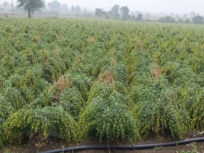 The havoc of untimely rain, crop damage, the dream of farmer was soaked | अवकाळीचा कहर; बळीराजाचे स्वप्न भिजले, संकटाने मनही थिजले! The havoc of untimely rain, crop damage, the dream of farmer was soaked | अवकाळीचा कहर; बळीराजाचे स्वप्न भिजले, संकटाने मनही थिजले!