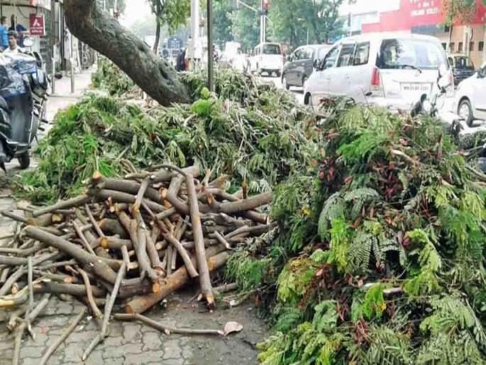 only 50 thousand trees were pruned out of one and a half lakh by bmc aim to complete the work by 7th june | दीड लाखापैकी केली केवळ ५० हजार झाडांचीच छाटणी; ७ जूनपर्यंत काम पूर्ण करण्याचे उद्दिष्ट  only 50 thousand trees were pruned out of one and a half lakh by bmc aim to complete the work by 7th june | दीड लाखापैकी केली केवळ ५० हजार झाडांचीच छाटणी; ७ जूनपर्यंत काम पूर्ण करण्याचे उद्दिष्ट