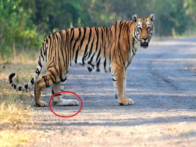 Pangdi Tigress in Tadoba had injured with a leg needs treatment | 'ती' जखमी वाघीण आजही धडपडतेय उपचारांसाठी! Pangdi Tigress in Tadoba had injured with a leg needs treatment | 'ती' जखमी वाघीण आजही धडपडतेय उपचारांसाठी!